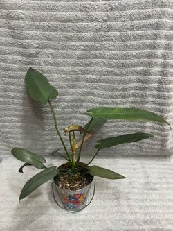 Philodendron Atabapoense Plant