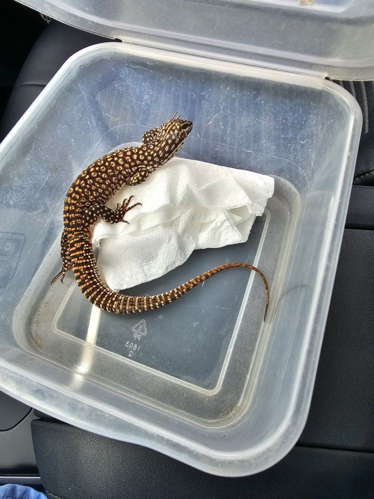 RED Ackie Monitor
