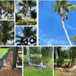 Lanscaping & Tree Trimming 