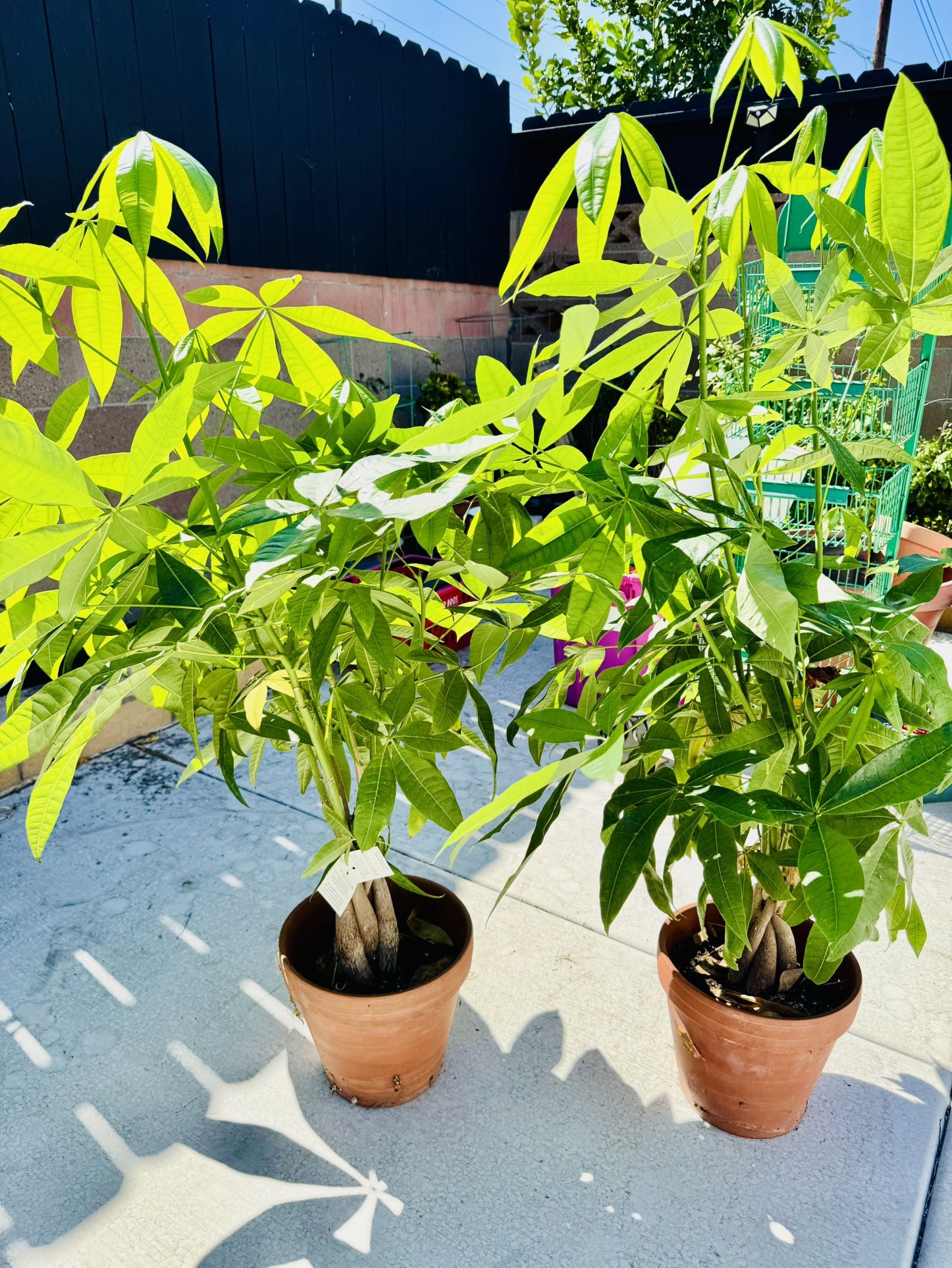 Money Plants Only $19.00