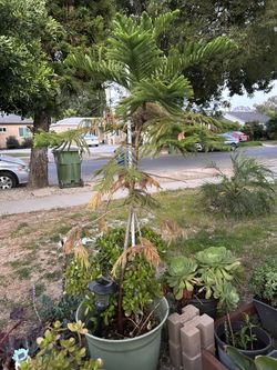 Plant