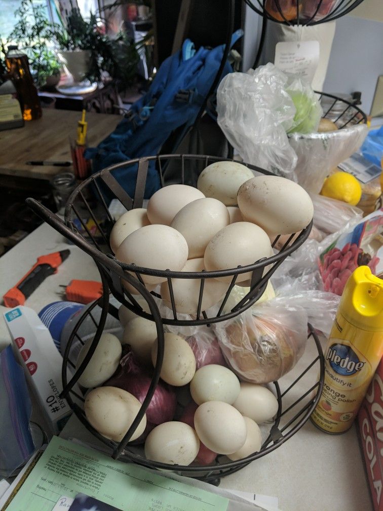 Fresh Chicken Eggs And Duck Eggs For Sale
