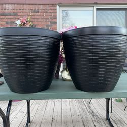 Very Nice 2 Pots 16 Inch Tall For Both 