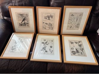 6 Framed Botanical Prints