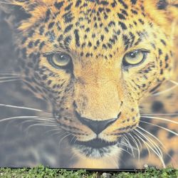 Leopard Wall Art Decor 