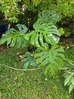 Monstera  Deliciosa 4FT