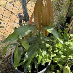 Mango Tree