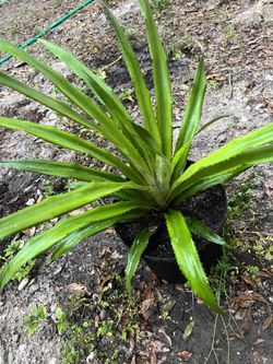 Pineapple Plant!! 