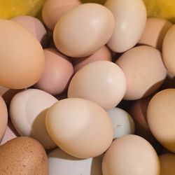 Fresh Eggs. Huevos Frescos