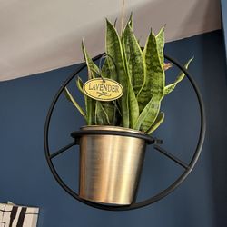 Snake Plant With Holder