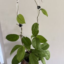 Hoya Fungii