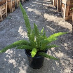 Foxtail Fern