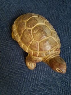 Adorable turtle