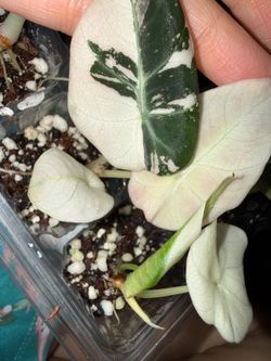 Alocasia pink black velvet
