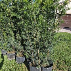 podocarpus Best quality huge green full Instant Privacy Hedge 