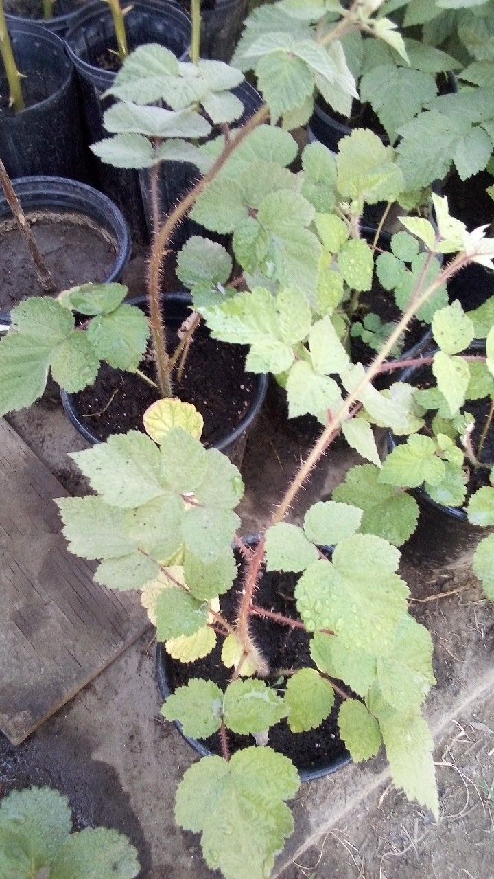 🍇Latham Raspberry Plant (Frambuesa)