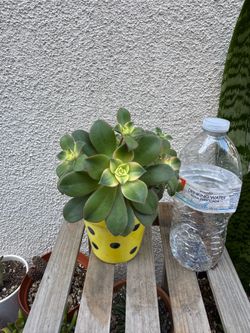 Aeonium Succulent Plant