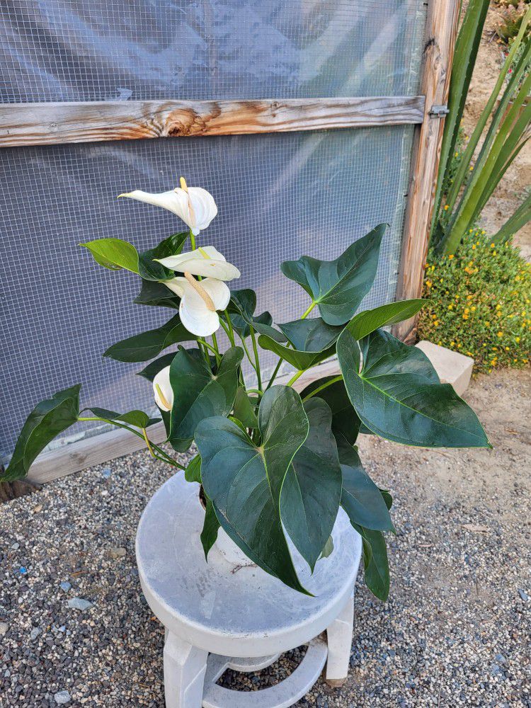 White Anthurium Plant 6" Pot