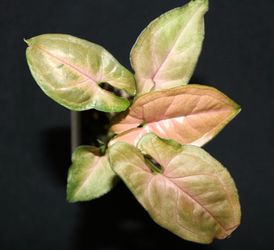 Regina Red Syngonium – Fully Rooted | Blush Pink Arrowhead Plant