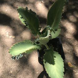 Planta