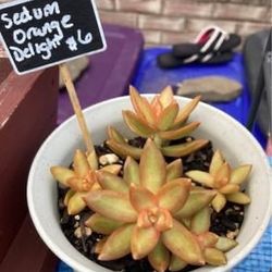 Rooted Succulents2/$5