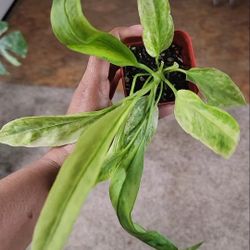Anthurium Vittarifolium Variegated