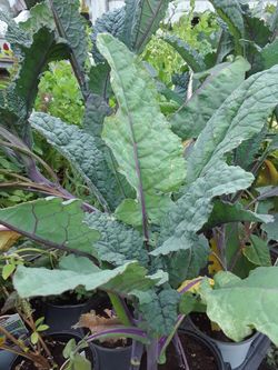 Kale