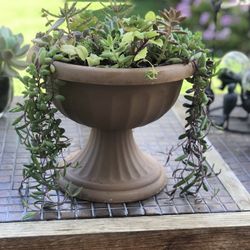 $12 Mix Succulents