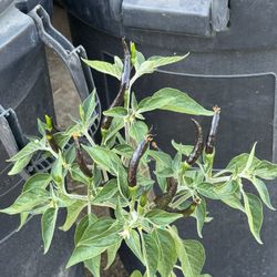 Black Spicy Peppers Plants🌶️🪴/ Matas De chiles Negros picosos 🌶️🪴$10.00 each