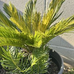 Sago Palm