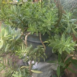 Succulent Plant