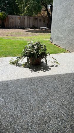 Artificial plant