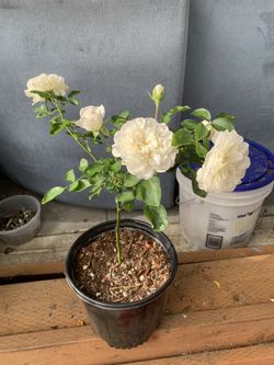 Outdoy rose