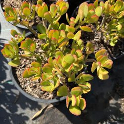 Crassula ovata jade money plant succulent plant