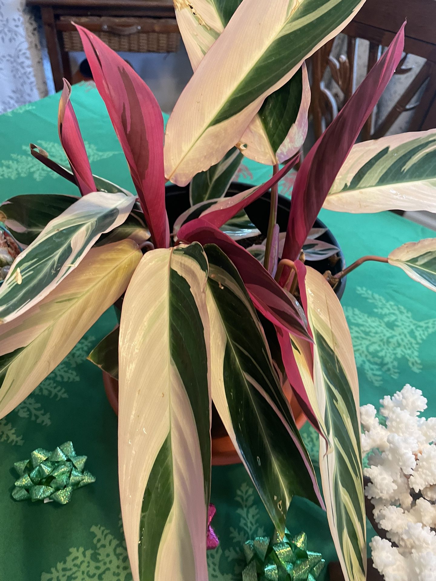 Trio Colored Plant Potted