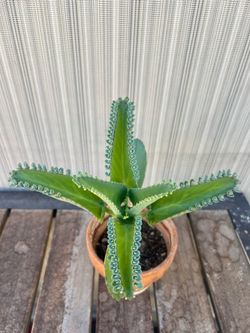 Kalanchoe Succulent Plant
