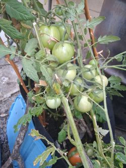 Live tomatoe basil companion plants