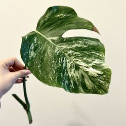 Monstera Albo #1