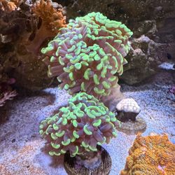 Reef Coral  Decoration
