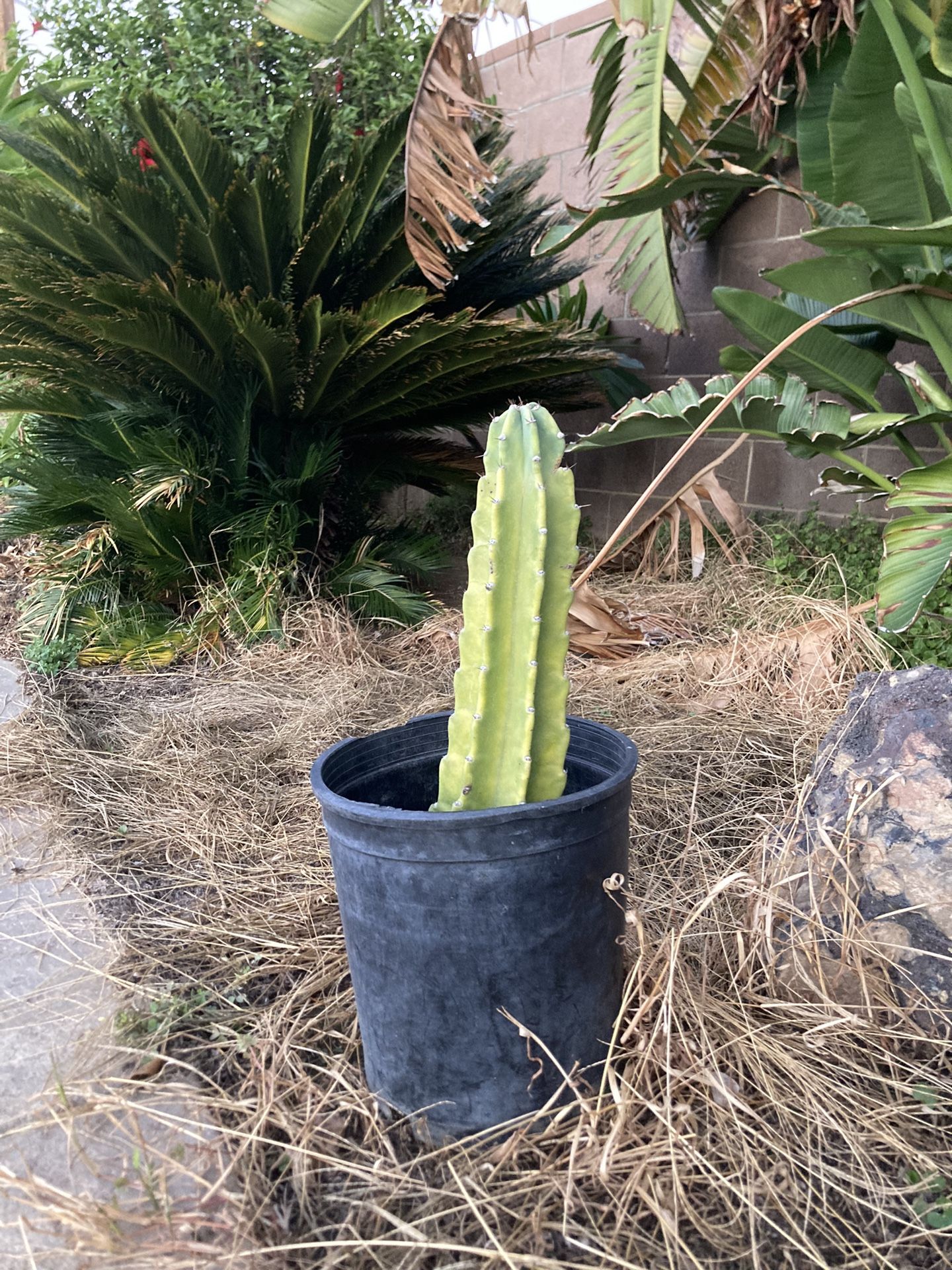 Peruvian Apple Cactus Rooted In 5 Gallon Buckets