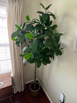 Tall indoor plant