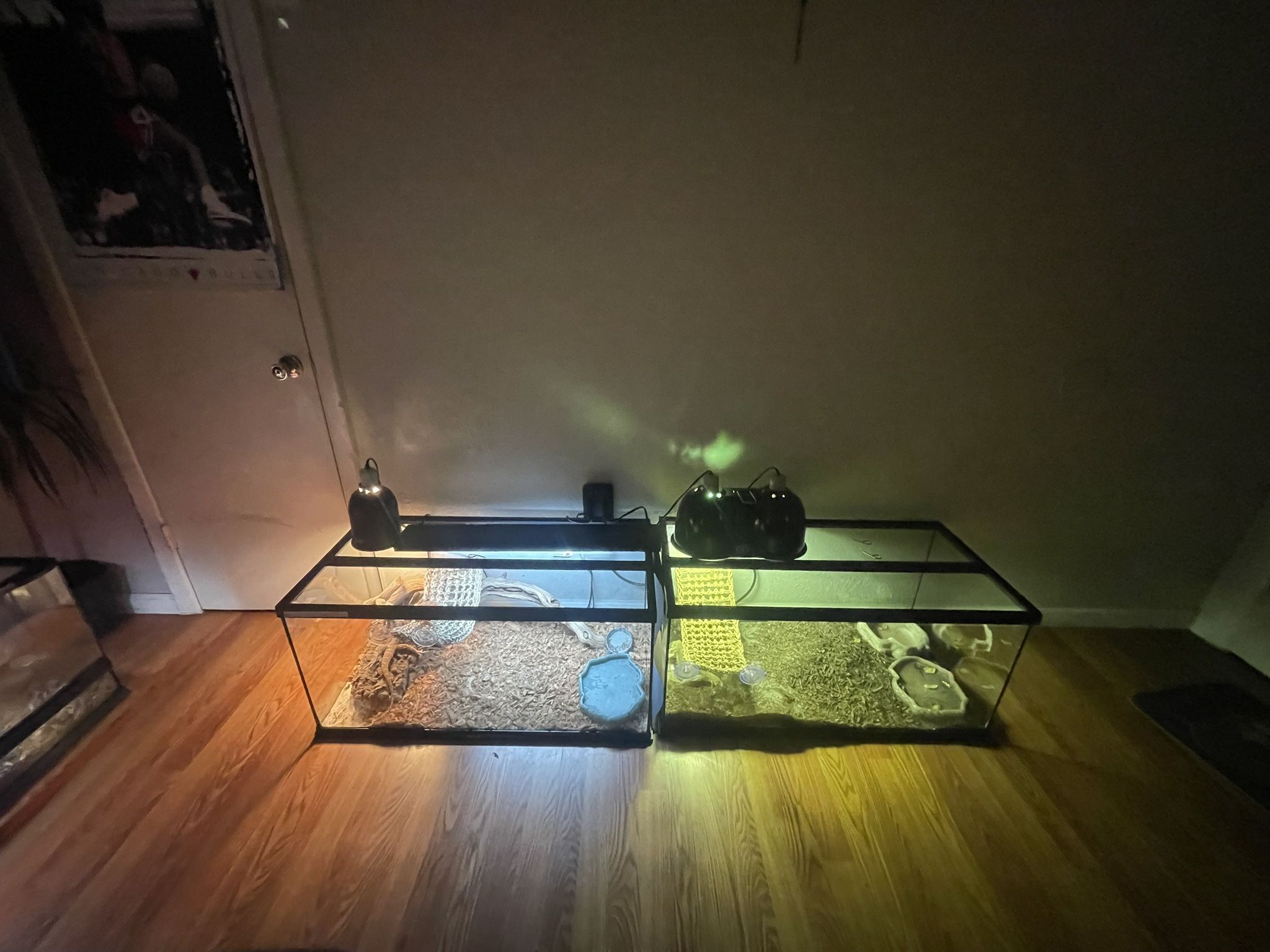Bearded Dragon Enclosure