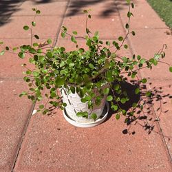 plant