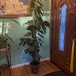7 Foot Tall Begonia Potted Plant Polka dot Leaves