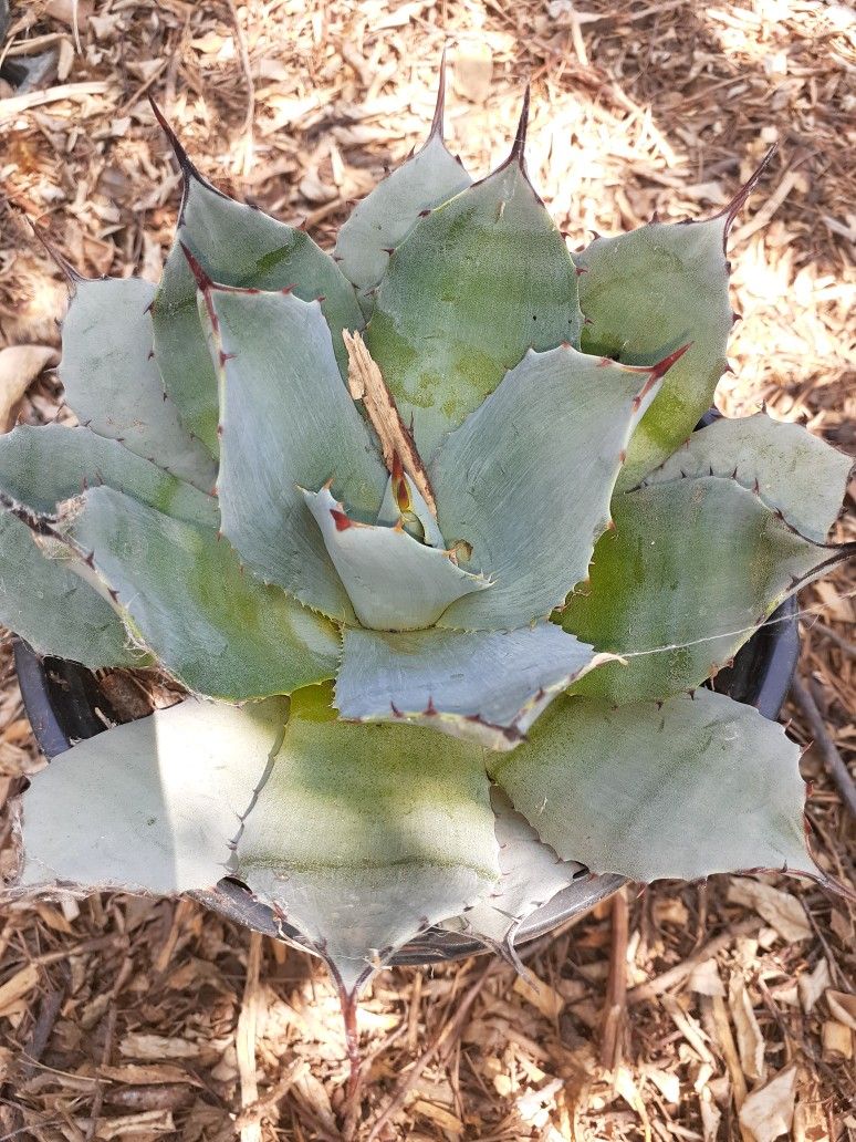 Agave