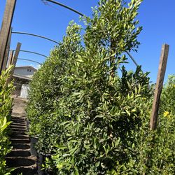 25g Ficus Nitida Hedge