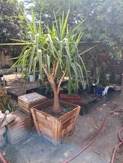 Dragon tree