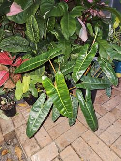 Philodendron Billietiae Green 