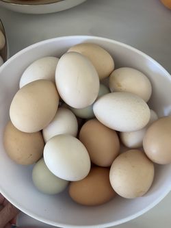 Fresh Eggs /dozen