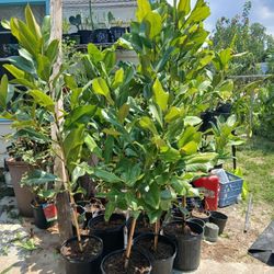 Magnolia Trees White Flowers